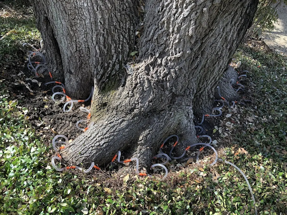 Detailed Tree Cabling and Bracing job site in Evergreen