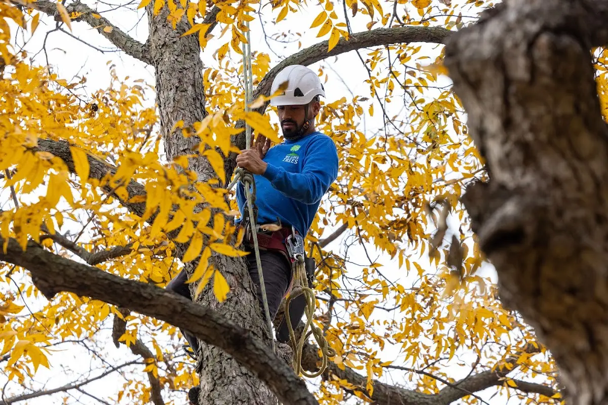 Skilled Tree Planting crew working in Evergreen