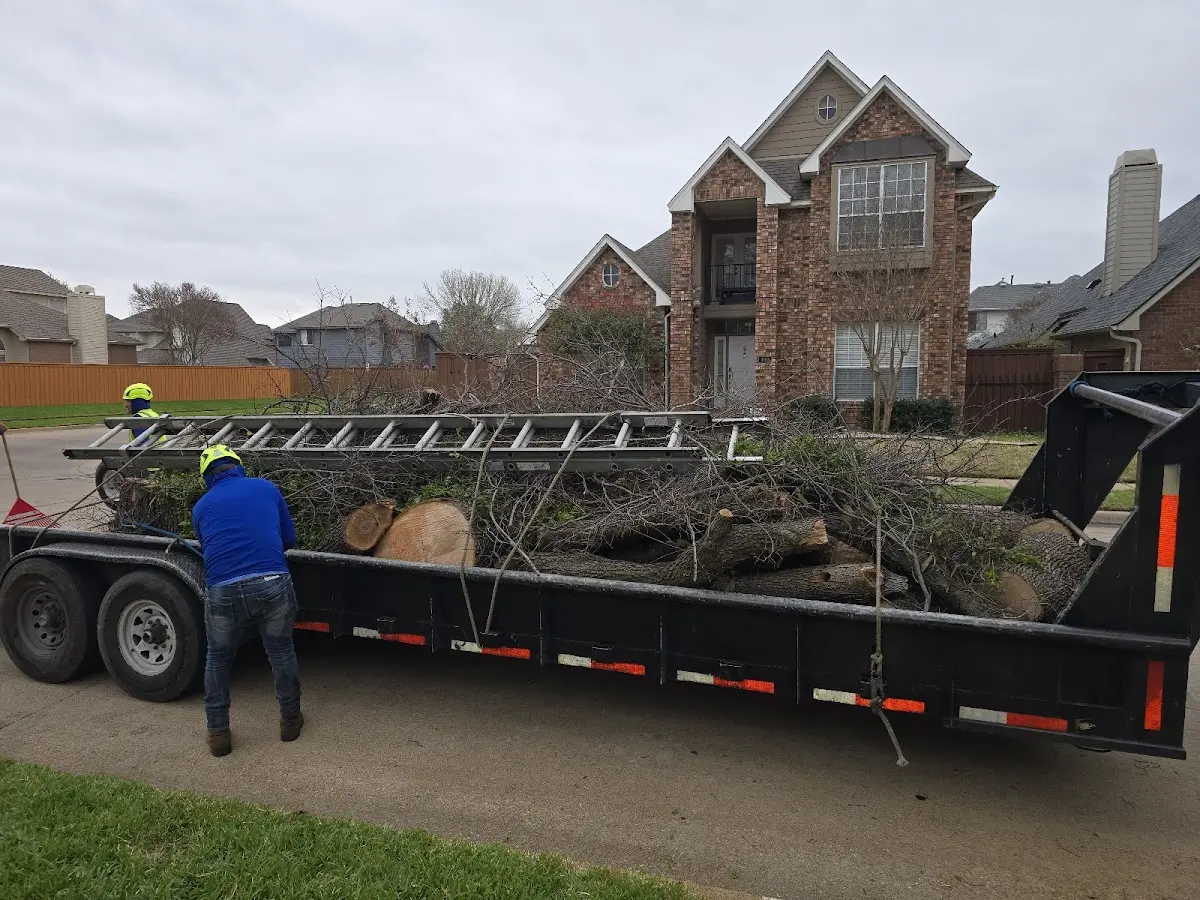 Expert Tree Removal with proper safety equipment in Evergreen